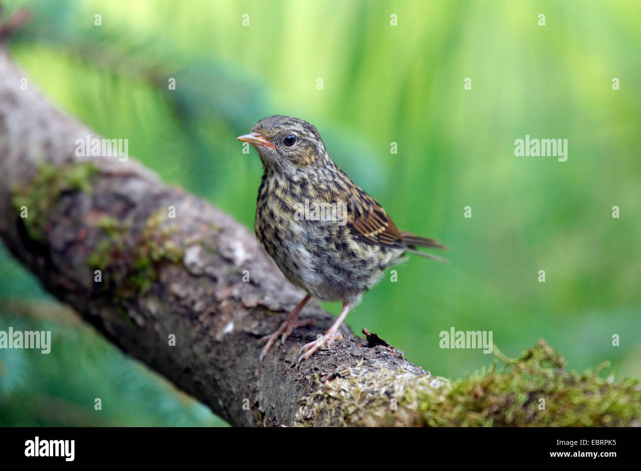 Nid (Prunella modularis), juvénile sur une branche, l'Allemagne, Rhénanie du Nord-Westphalie Banque D'Images