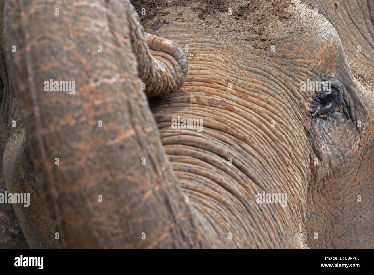 L'éléphant d'Asie, l'éléphant d'Asie (Elephas maximus), portrait, Thaïlande, Chiang Mai Banque D'Images