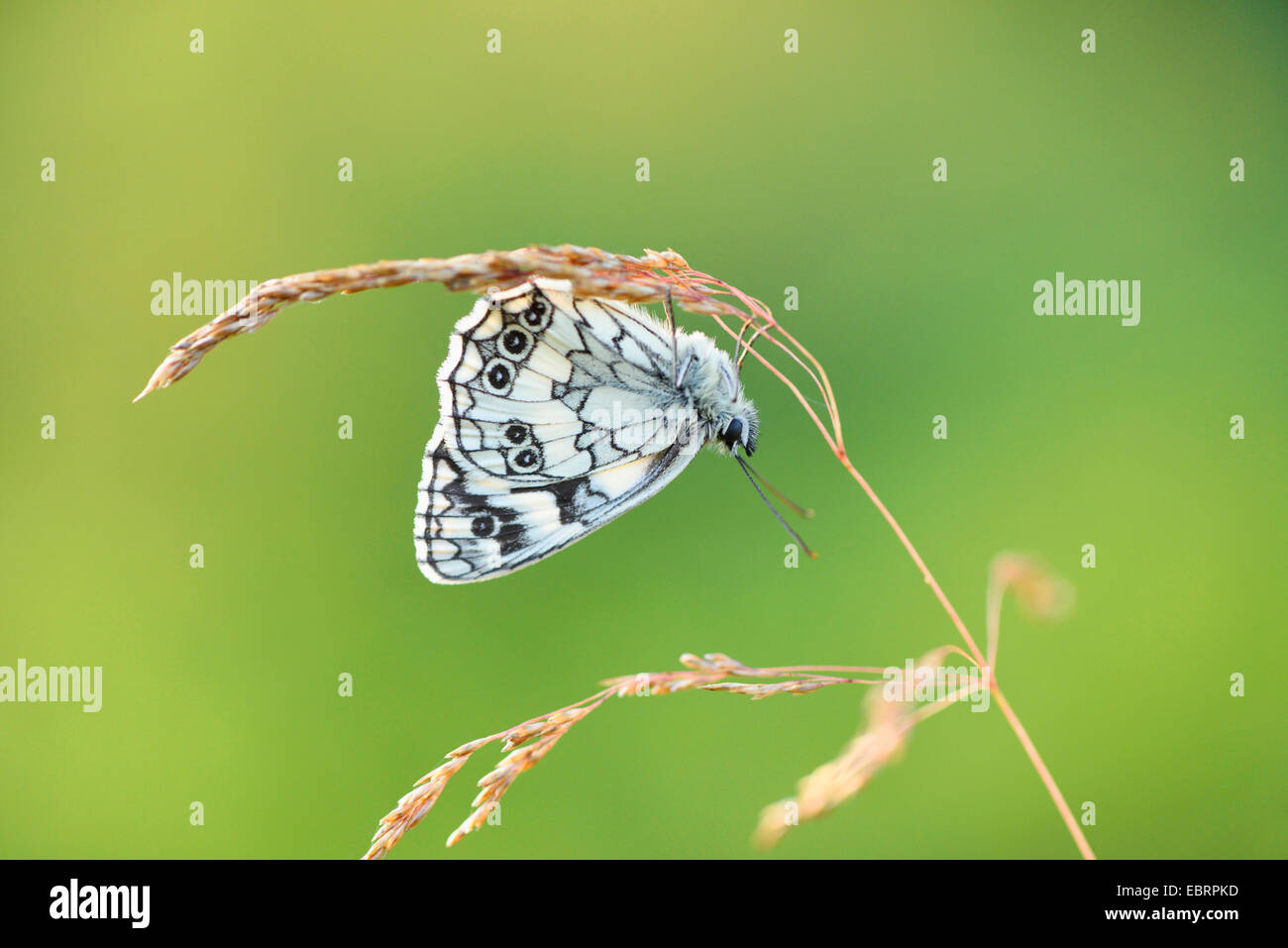 Blanc marbré (Melanargia galathea), assis à une tige, l'Allemagne, la Bavière Banque D'Images