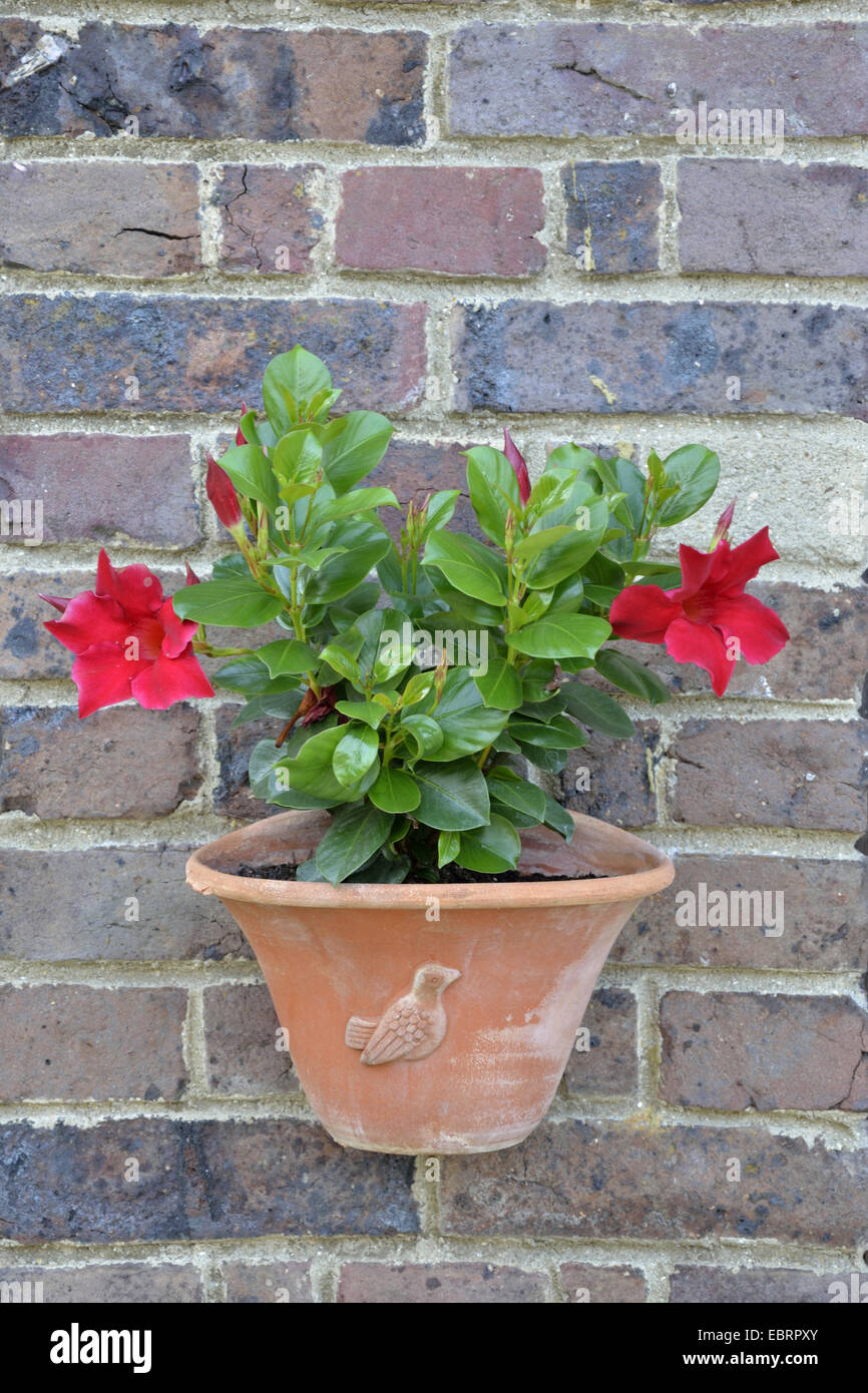 Jasmine brésilien, Mouron rouge, Red Riding Hood (Mandevilla sanderi, Dipladenia sanderi), ornementales fleur dans un pot de fleurs à un mur de la maison Banque D'Images