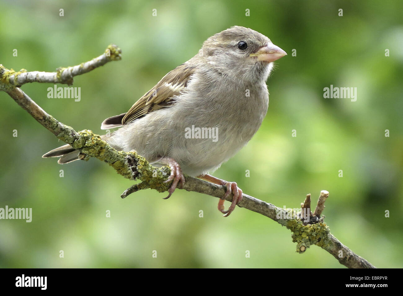 Moineau domestique (Passer domesticus), jeune oiseau posé sur une branche, l'Allemagne, Bade-Wurtemberg Banque D'Images