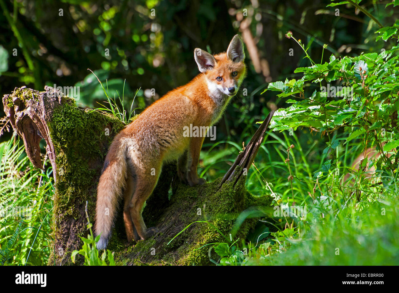 Le renard roux (Vulpes vulpes), le renard roux jeune debout sur une racine moussue et regarde en arrière, Suisse, Sankt Gallen Banque D'Images