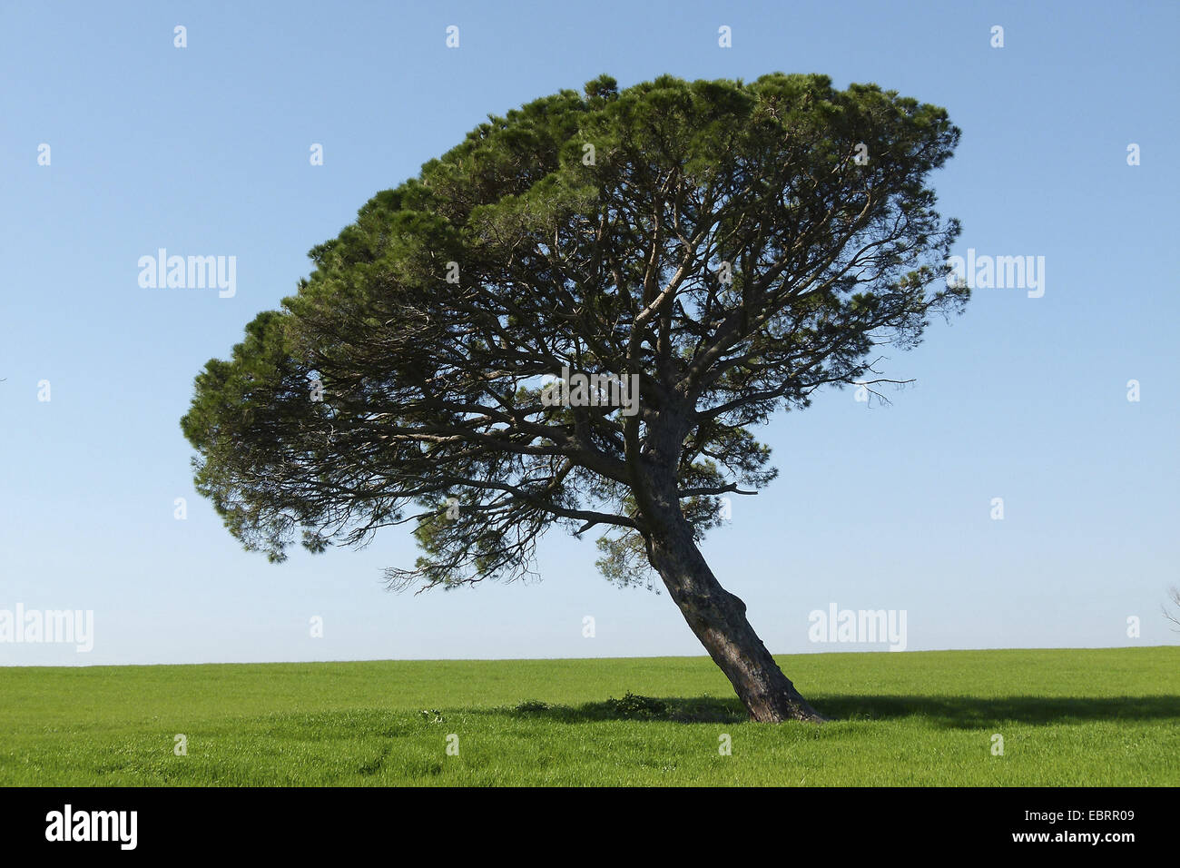 En pin cembro, italien, en pin pin parasol (Pinus pinea), de pin dans le paysage culturel, l'Espagne Banque D'Images