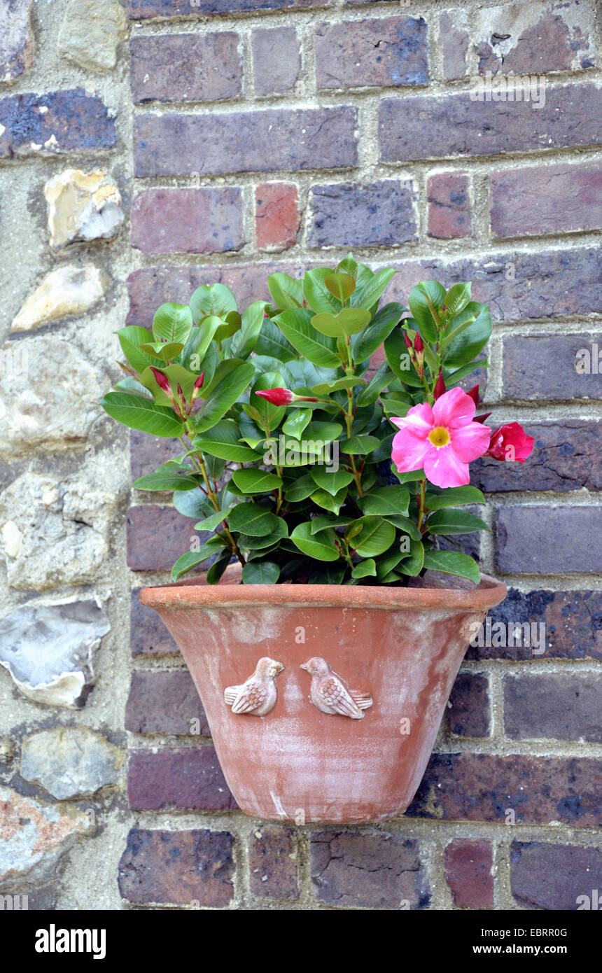 Jasmine brésilien, Mouron rouge, Red Riding Hood (Mandevilla sanderi, Dipladenia sanderi), ornementales fleur dans un pot de fleurs à un mur de la maison Banque D'Images