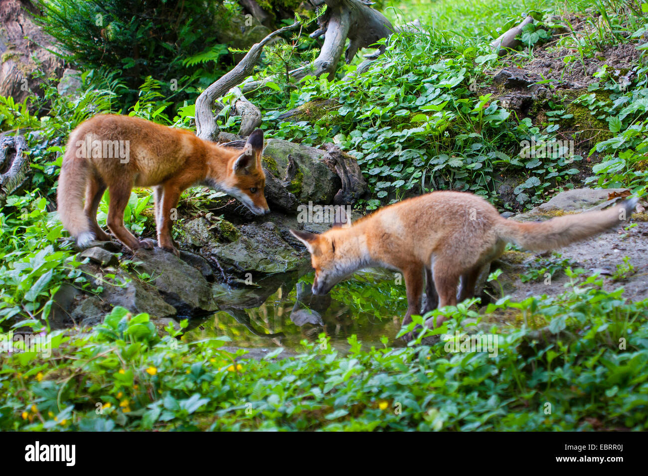 Le renard roux (Vulpes vulpes), deux renards juvéniles deerstalking va tôt le matin dans un étang de la forêt, Suisse, Sankt Gallen Banque D'Images