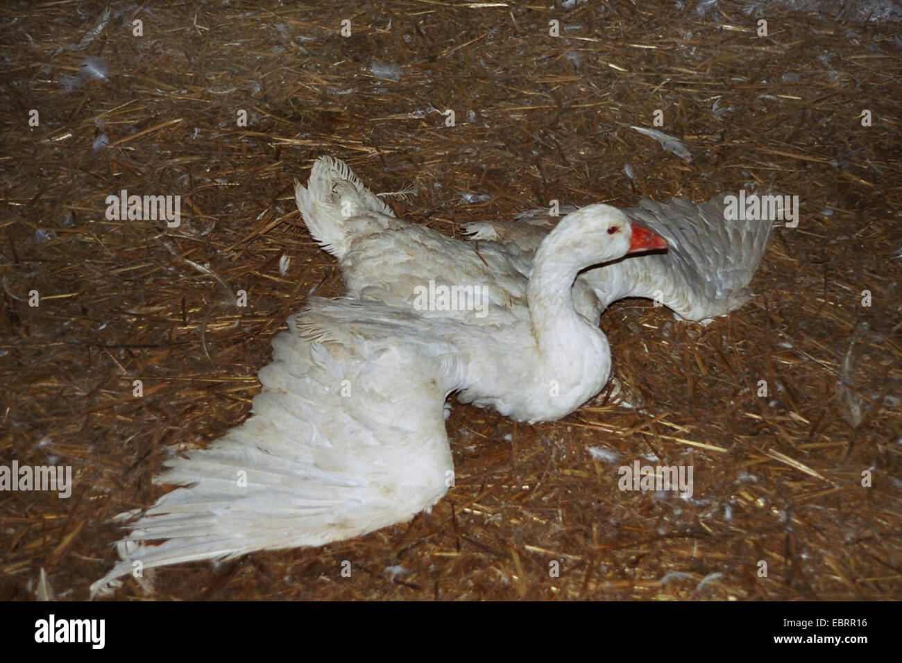 L'oie domestique (Anser anser f. domestica), oiseau dans l'agriculture industrielle et d'engraissement, impuissant allongé sur le sol avec les ailes étendues, l'Allemagne, Banque D'Images