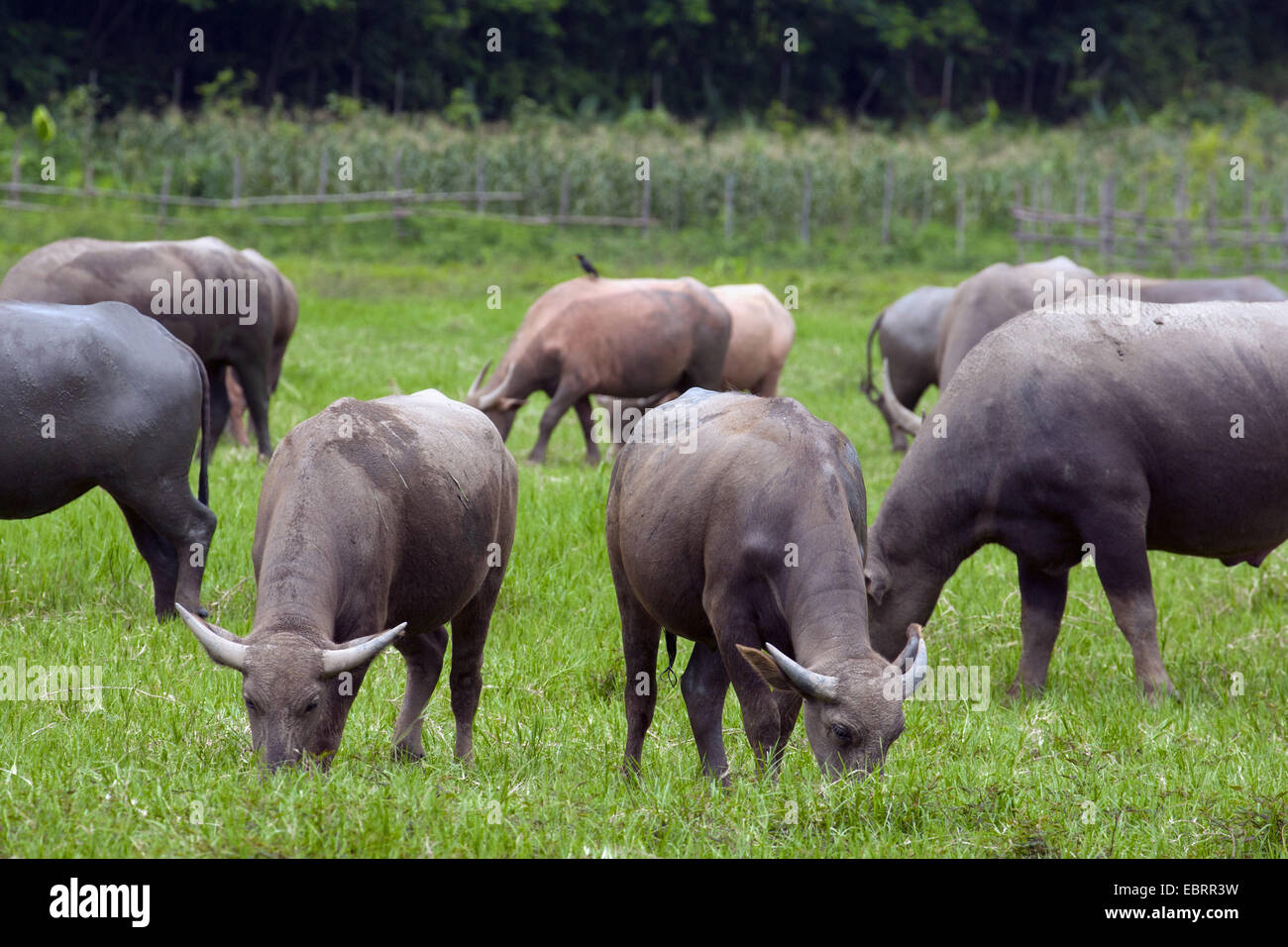 Buffle d'Asie, wild water buffalo, carabao (Bubalus bubalis, Bubalus arnee), le pâturage dans le pré, la Thaïlande, Chiang Mai Banque D'Images