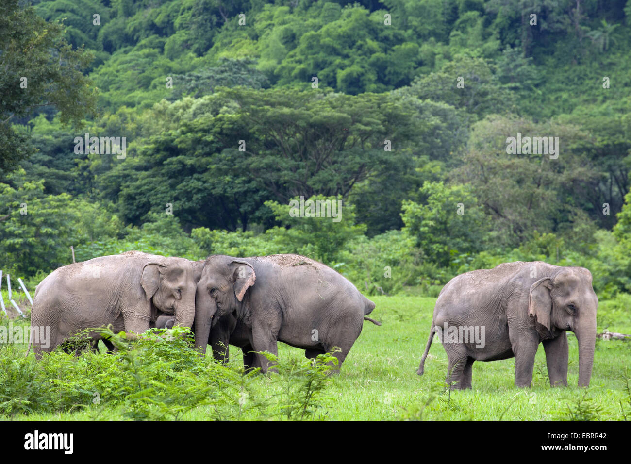 L'éléphant d'Asie, l'éléphant d'Asie (Elephas maximus), troupeau d'éléphants dans la réserve naturelle, la Thaïlande, Elephant Nature Park, Chiang Mai Banque D'Images