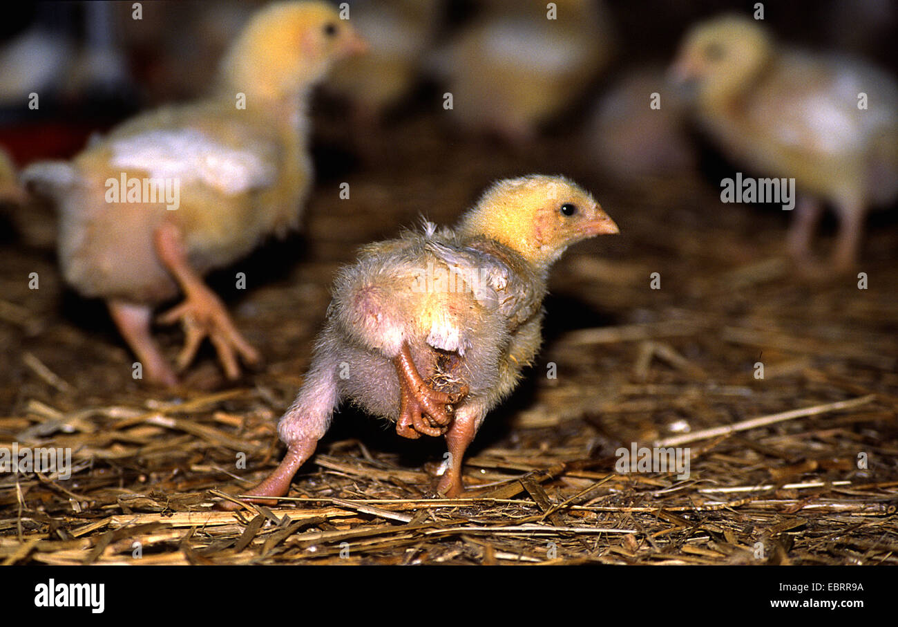 Les oiseaux domestiques (Gallus gallus f. domestica), les poulets de papier coincé ensemble dans un poulailler à l'agriculture industrielle dans l'état de désolation. Poussin mal formé avec trois jambes., Allemagne, Banque D'Images