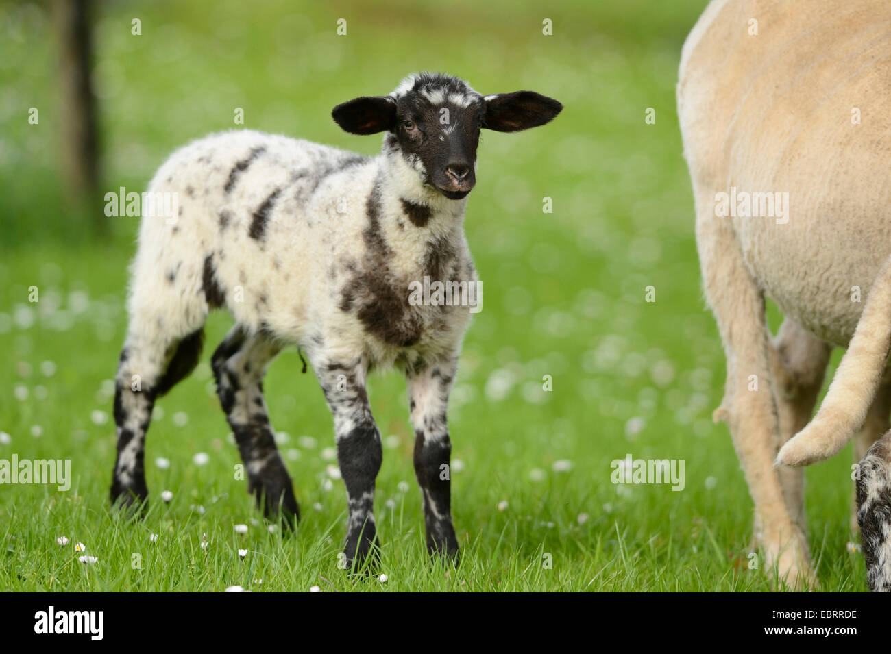 Le mouton domestique (Ovis ammon f.) bélier, agneau bringé noir et blanc dans un pâturage, en Allemagne, en Bavière Banque D'Images