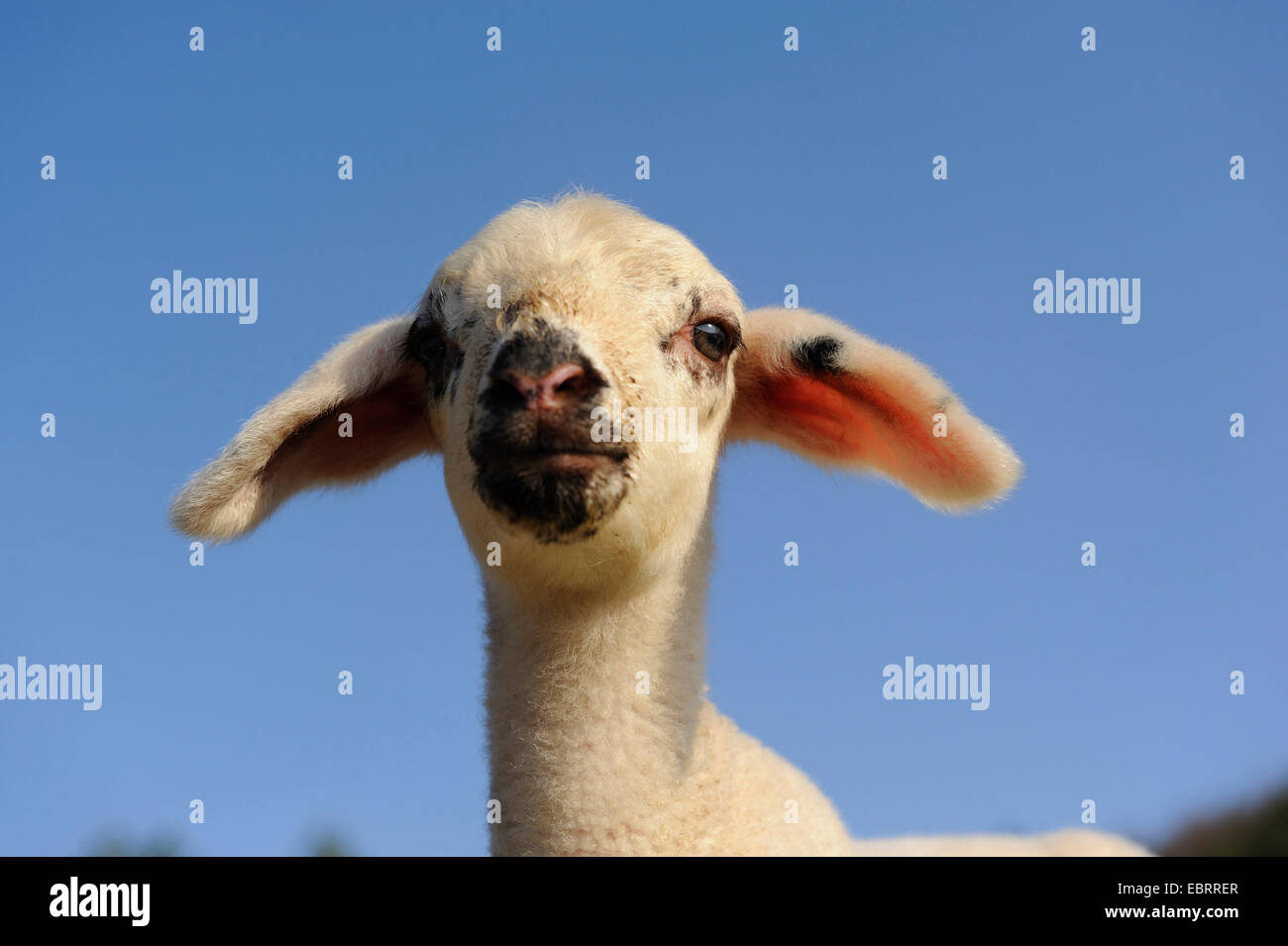 Le mouton domestique (Ovis ammon aries. f), l'agneau, portrait, Allemagne Banque D'Images