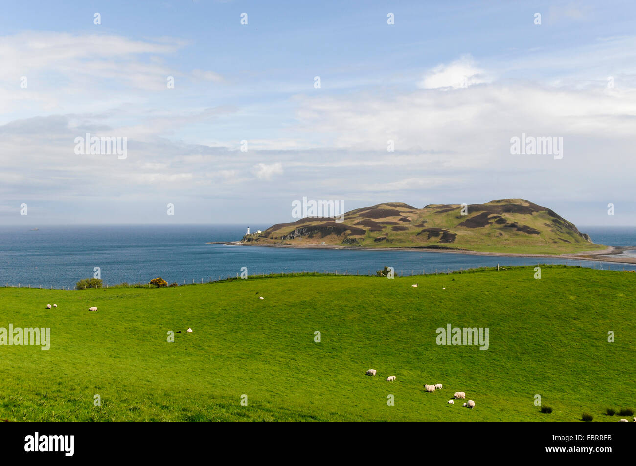 Le mouton domestique (Ovis ammon f. bélier), vue sur un rivage prairie avec moutons sur une île avec phare près de Kintyre, Royaume-Uni, Ecosse Banque D'Images