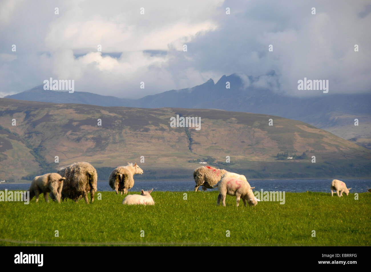 Le mouton domestique (Ovis ammon f. bélier), vue à partir de la ruine de château de Skipness à Arran Island, Royaume-Uni, Ecosse, Kintyre Banque D'Images