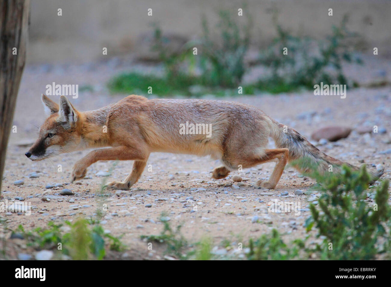 Corsac fox (Vulpes corsac), la traque fox Banque D'Images