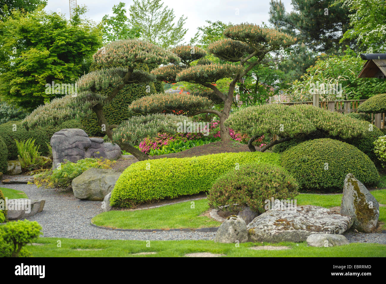 Le pin mugo, pin (Pinus mugo), un jardin japonais Banque D'Images