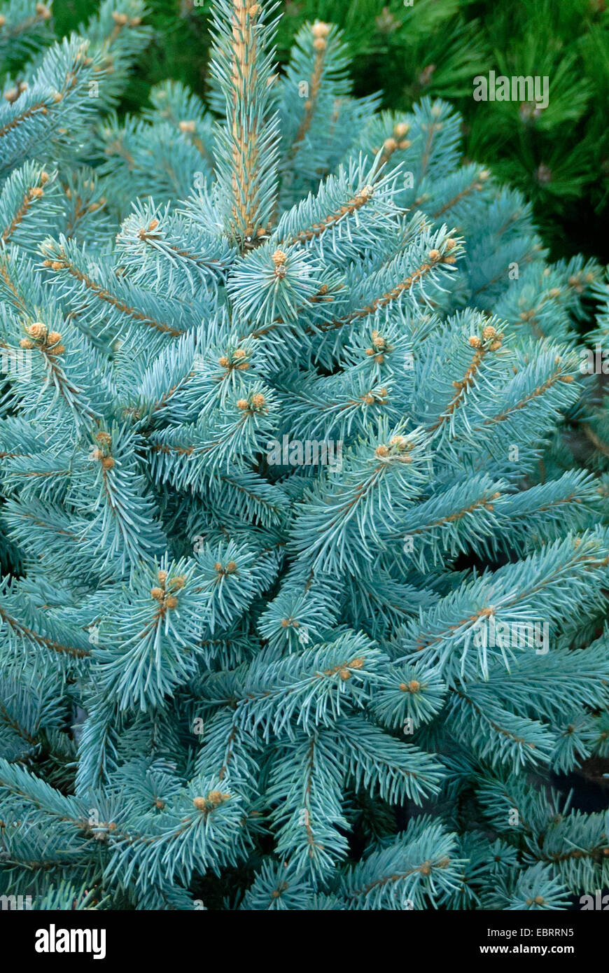 L'épinette bleue du Colorado (Picea pungens 'Hoopsii', Picea pungens Hoopsii), le cultivar Hoopsii, Mannheim Banque D'Images