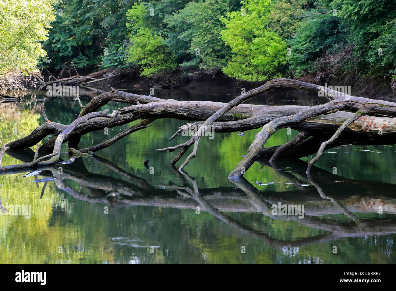 Forêt de plaine morte avec arbre tombé dans l'été, Allemagne Banque D'Images
