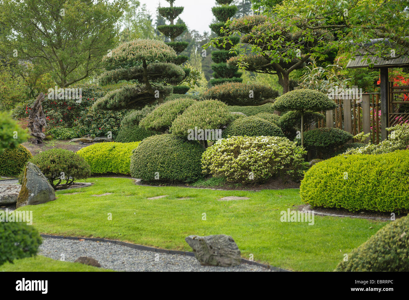 Le pin mugo, pin (Pinus mugo), un jardin japonais Banque D'Images