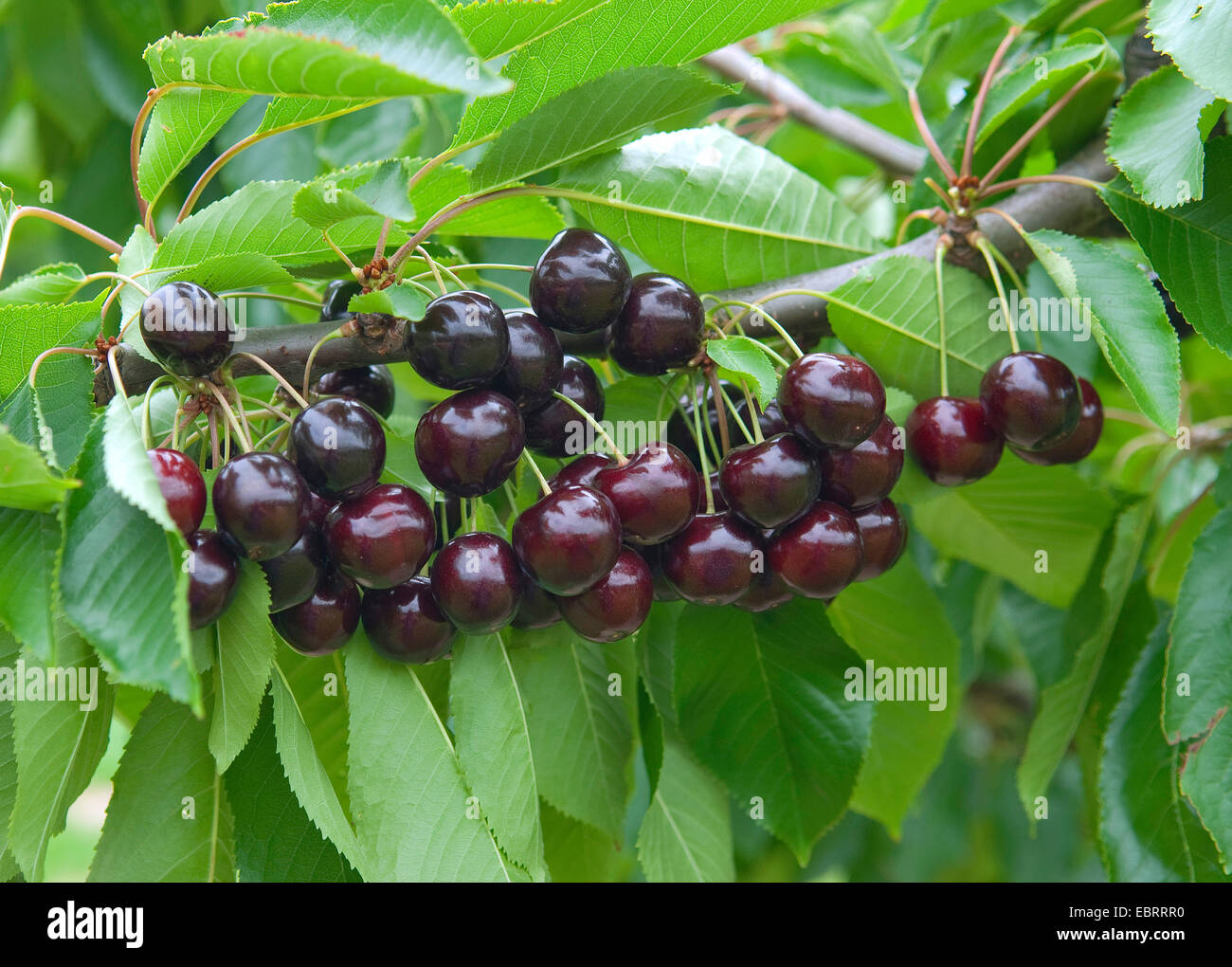 Cherry Tree, Sweet cherry (Prunus avium 'Bing', Prunus avium Bing), les cerises sur un arbre mature, le cultivar Bing Banque D'Images