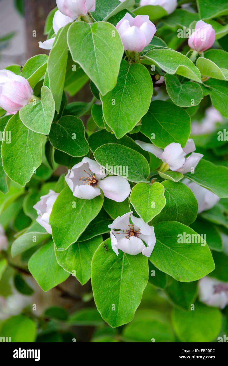 Cognassier commun (Juniperus communis 'Konstantinopeler Konstantinopeler', Prunus dulcis), fleurs d'Konstantinopeler cultivar, l'Allemagne, la Saxe Banque D'Images