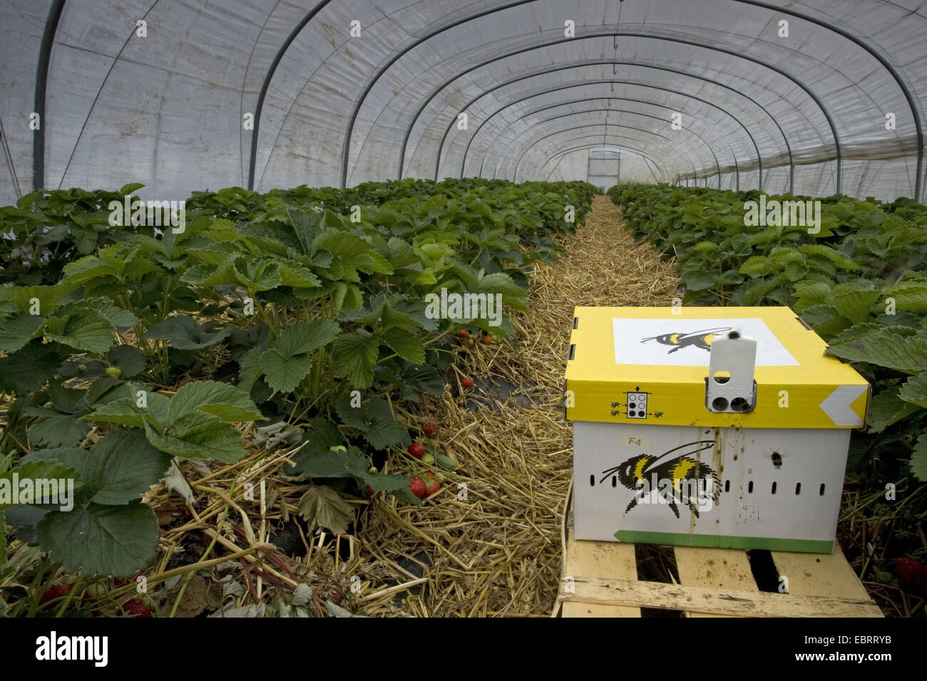 Fraise, fraise jardin hybride (Fragaria x ananassa, Fragaria ananassa),  portable des ruches pour la pollinisation des fraises dans une serre,  Belgique, Flandre orientale, Brakel Photo Stock - Alamy