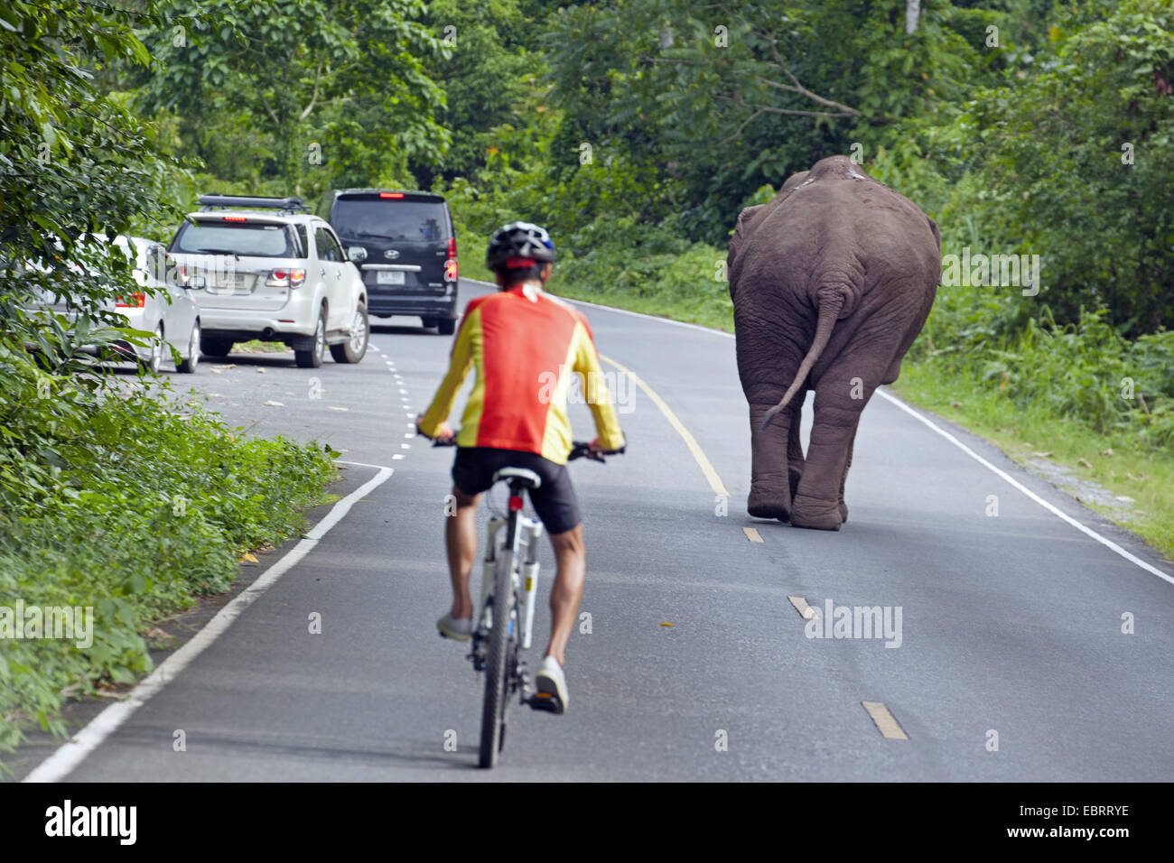 L'éléphant d'Asie, l'éléphant d'Asie (Elephas maximus), l'éléphant sur la route, la Thaïlande, le parc national Khao Yai Banque D'Images