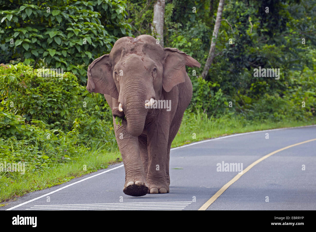 L'éléphant d'Asie, l'éléphant d'Asie (Elephas maximus), homme sur une route, la Thaïlande, le parc national Khao Yai Banque D'Images