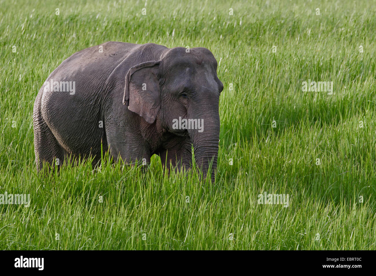 L'éléphant d'Asie, l'éléphant d'Asie (Elephas maximus), femme dans un pré, en Thaïlande, Khao Yai National Park Banque D'Images