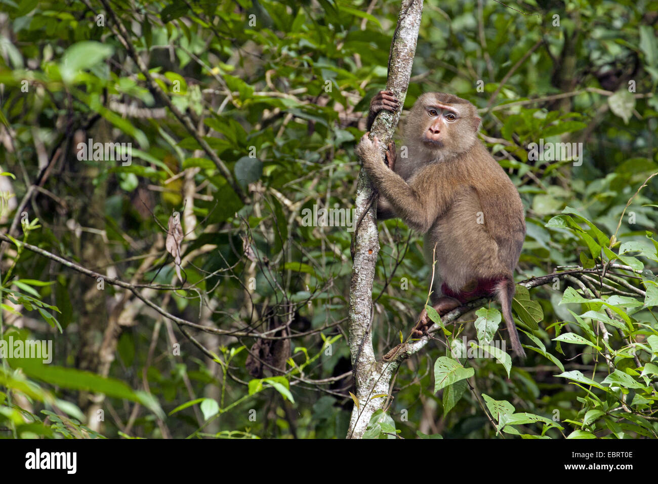 Porc nord-tailed macaque (Macaca leonina), sur une branche dans un arbre, la Thaïlande, le parc national Khao Yai Banque D'Images