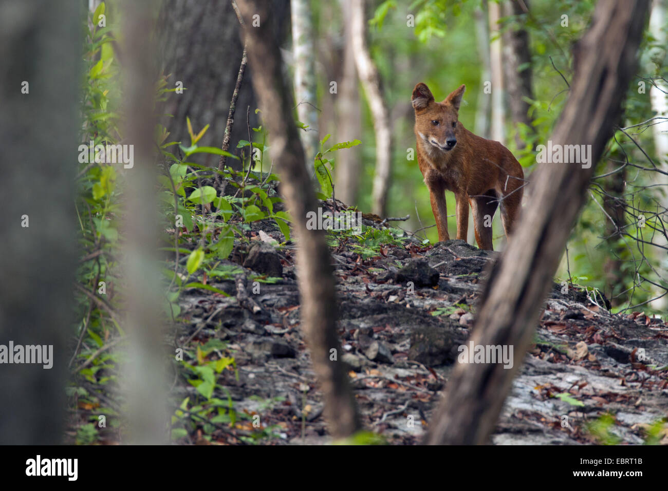 Dhole, Red Dog, chien sauvage d'Asie (Cuon alpinus), en forêt, en Thaïlande, Huai Kha Khaeng Wildlife Sanctua Banque D'Images