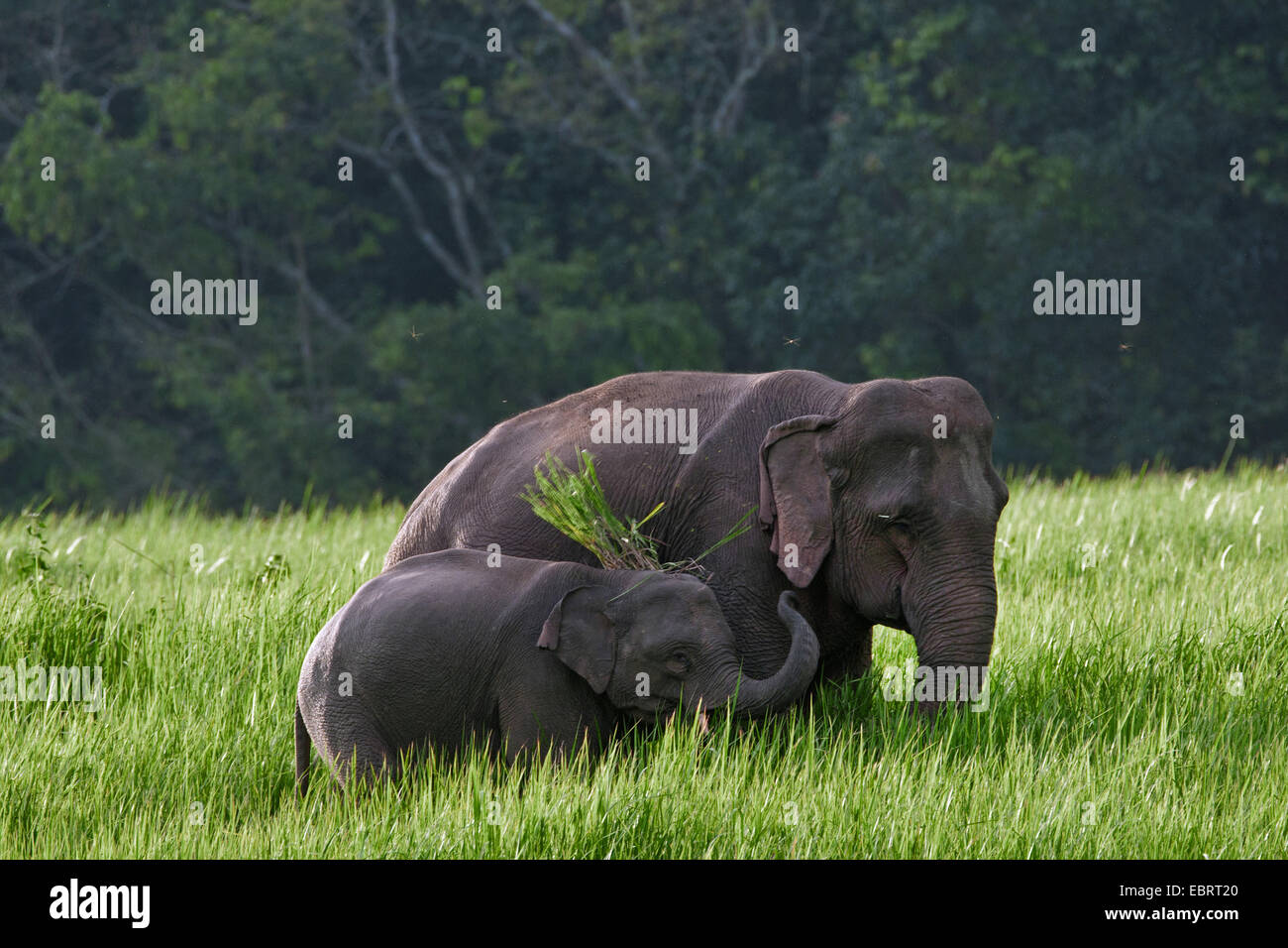 L'éléphant d'Asie, l'éléphant d'Asie (Elephas maximus), Femme avec elephant calf le pâturage, la Thaïlande, le parc national Khao Yai Banque D'Images