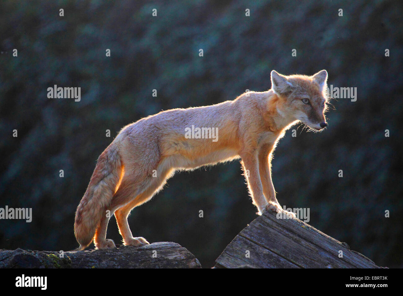 Corsac fox (Vulpes corsac), debout sur le tronc des arbres morts Banque D'Images