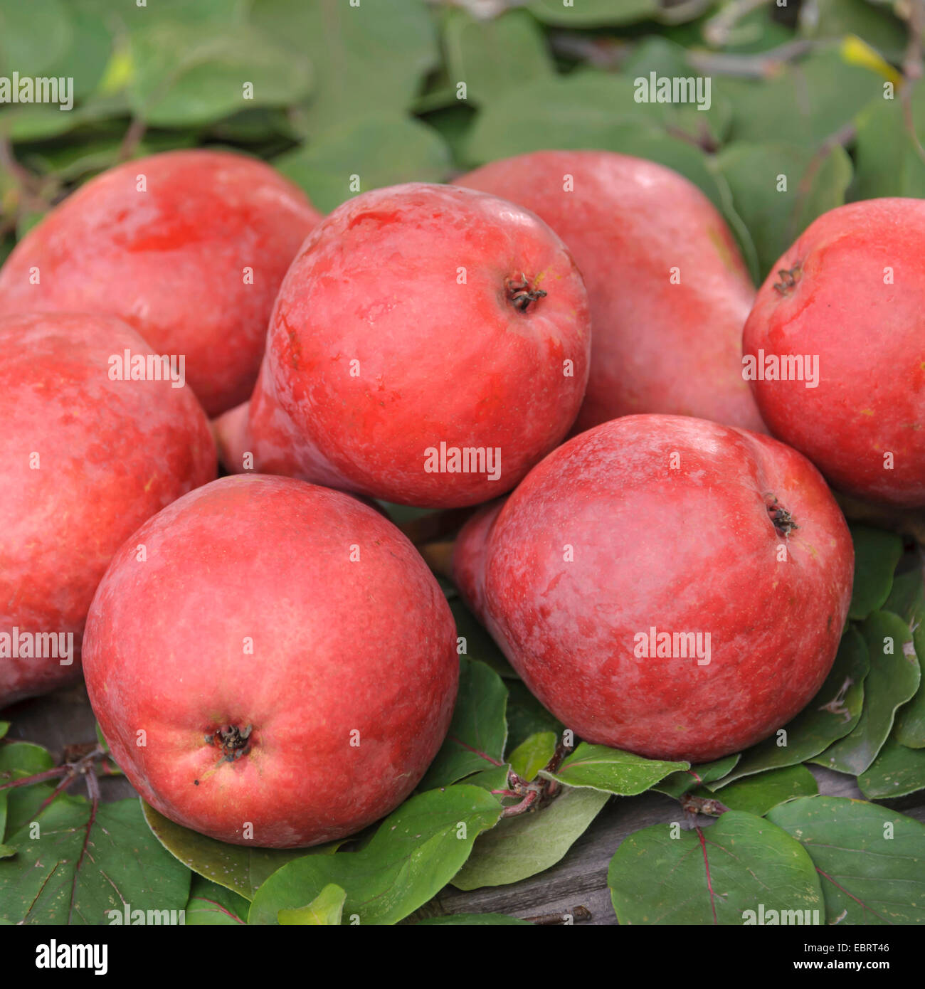Poirier commun (Pyrus communis 'Starkrimson', Pyrus communis Starkrimson), les poires du cultivar Starkrimson Banque D'Images