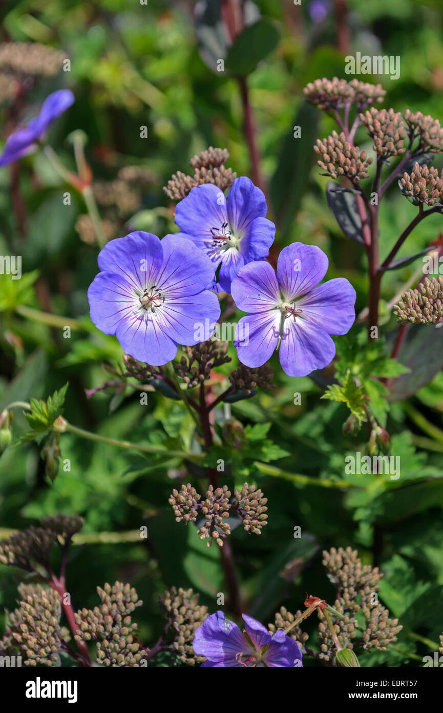 Fleur Rozanne Géranium (Geranium 'Rozanne', géranium Rozanne), fleurs du cultivar ...