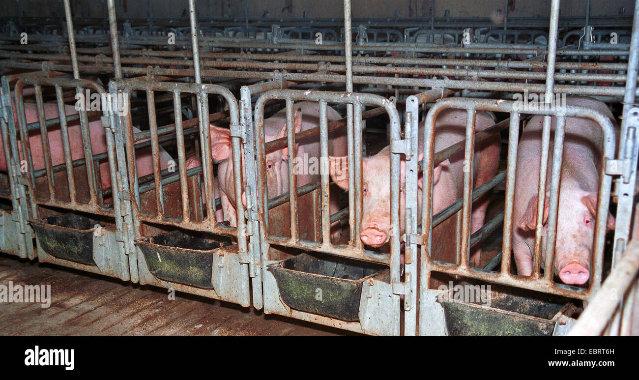 levage-de-cochons-banque-de-photographies-et-d-images-haute