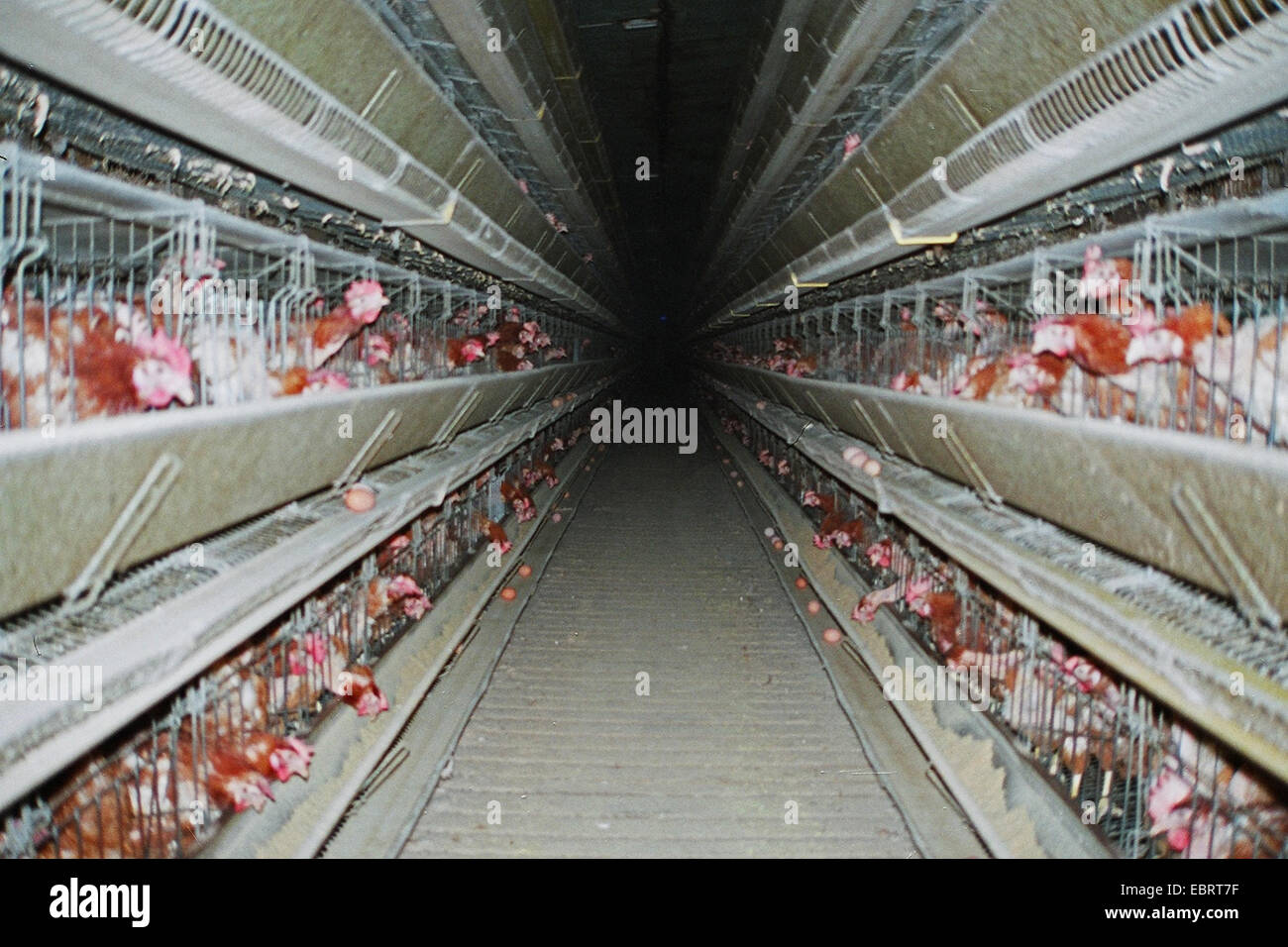 Des poules pondeuses en batterie, batterie, Allemagne Photo Stock - Alamy
