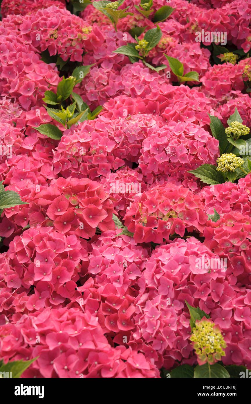 Hortensia jardin dentelle, cap hortensia (Hydrangea macrophylla 'Leuchtfeuer', Hydrangea macrophylla Leuchtfeuer), le cultivar Leuchtfeuer, blooming Banque D'Images