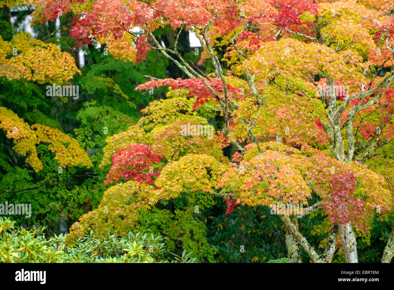 L'érable japonais (Acer palmatum), arbre en automne Banque D'Images
