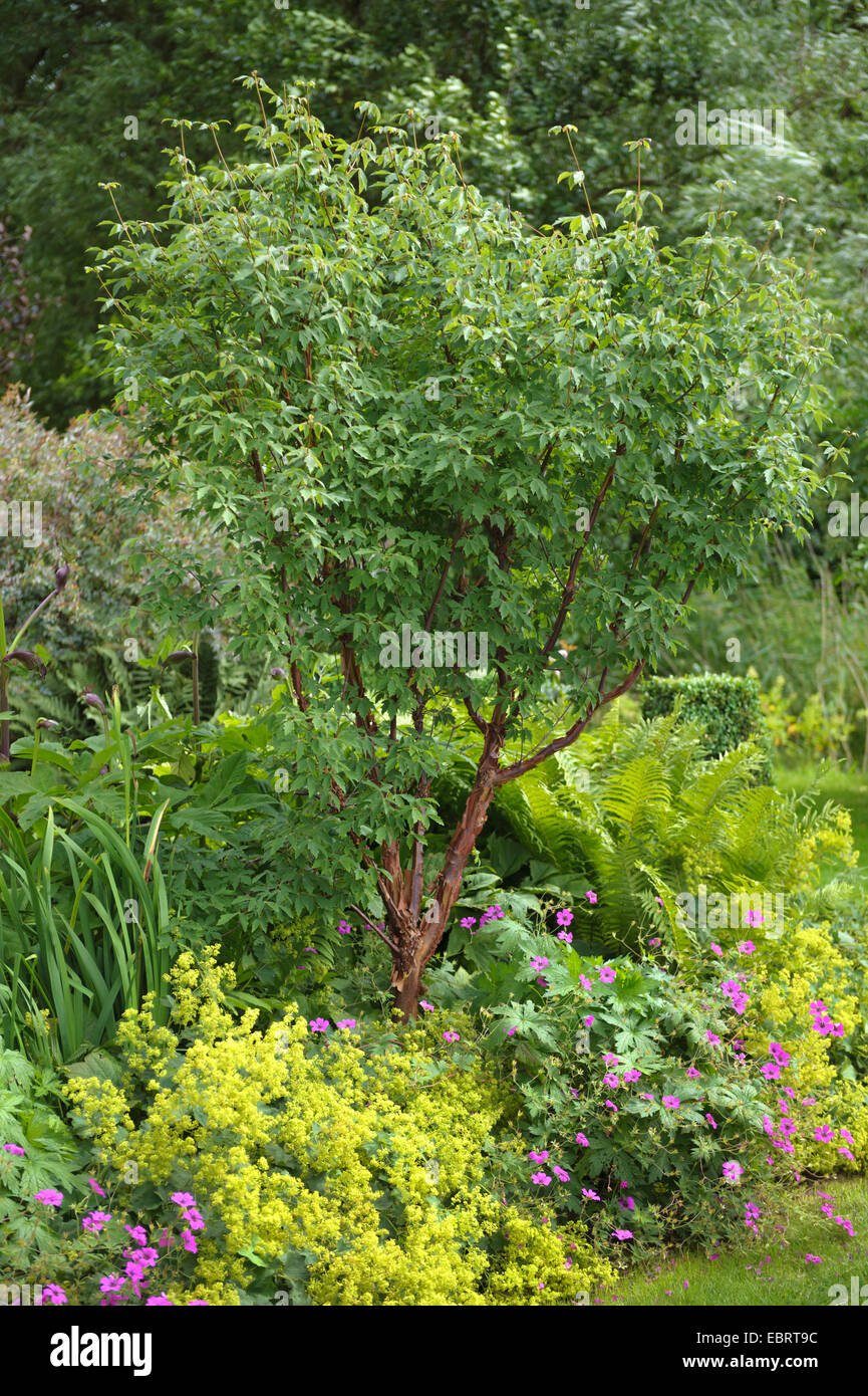 Paperbark maple (Acer griseum), dans un jardin ornemental, D Entrecasteau Nationalpark, Basse-Saxe Banque D'Images