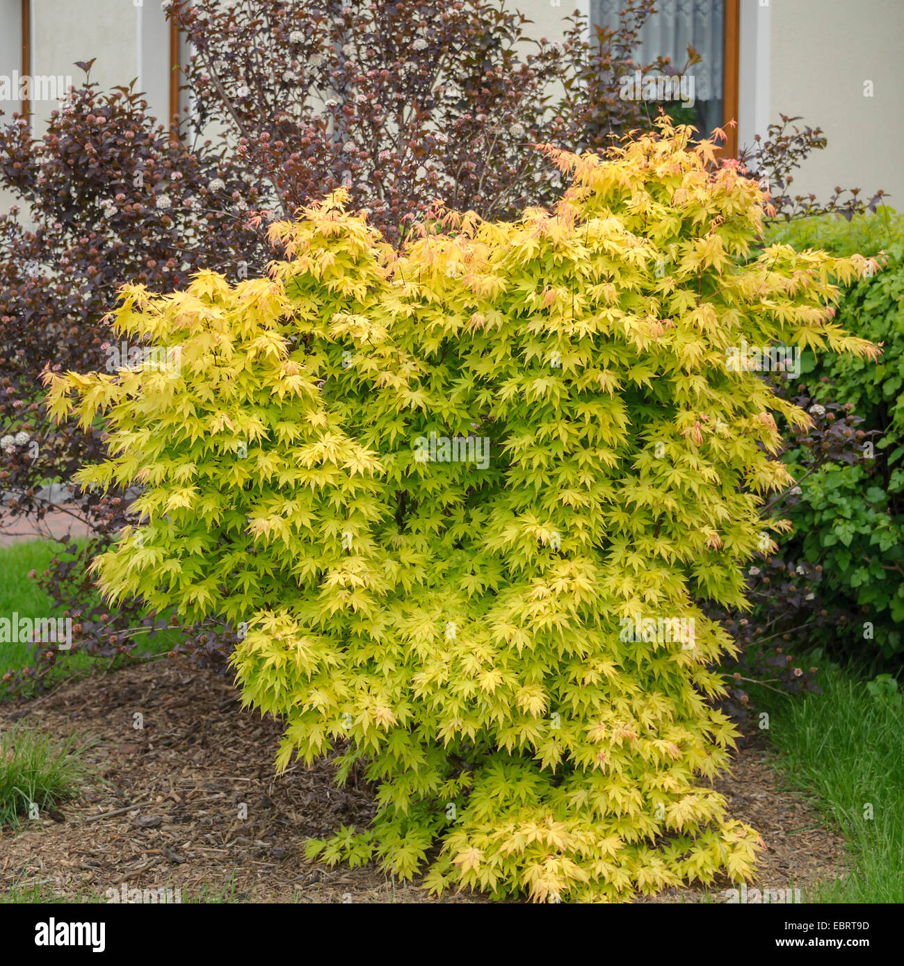 L'érable japonais (Acer palmatum 'Orange Dream', Acer palmatum Orange Dream), le cultivar Orange Dream Banque D'Images