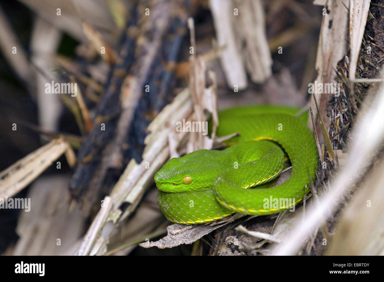 VogelAEs Pit Viper, Vogel's Green Pitviper (Trimeresurus vogeli, Viridovipera vogeli), femme, Thaïlande, Khao Yai National Park Banque D'Images