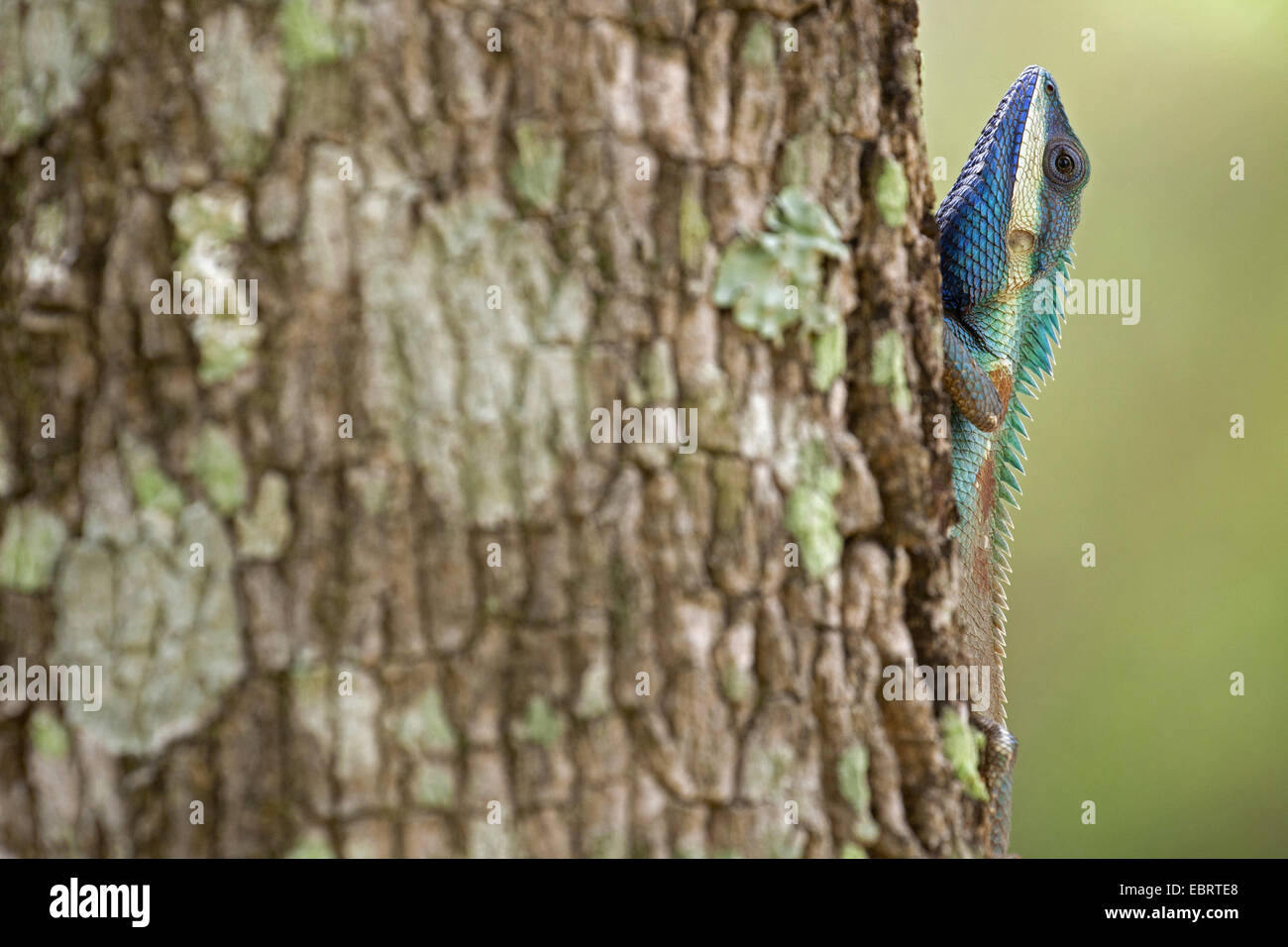 Forêt indochinois, Bleu Lézard lézard à crête (Calotes mystaceus), homme à un tronc d'arbre, de la Thaïlande, Huai Kha Khaeng Wildlife Sanctua Banque D'Images