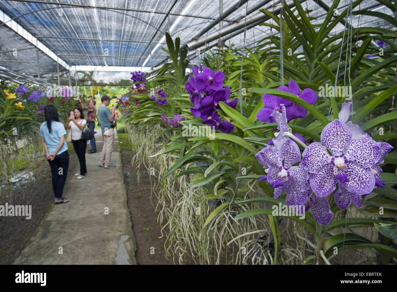 Les visiteurs dans une ferme d'orchidées, Thaïlande Banque D'Images
