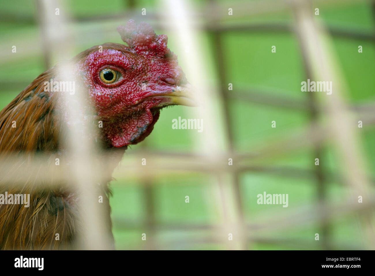Les oiseaux domestiques (Gallus gallus f. domestica), portrait d'un coq en cage, dans une corbeille de roseau, la Thaïlande, Huai Kha Khaeng Wildlife Sanctua Banque D'Images