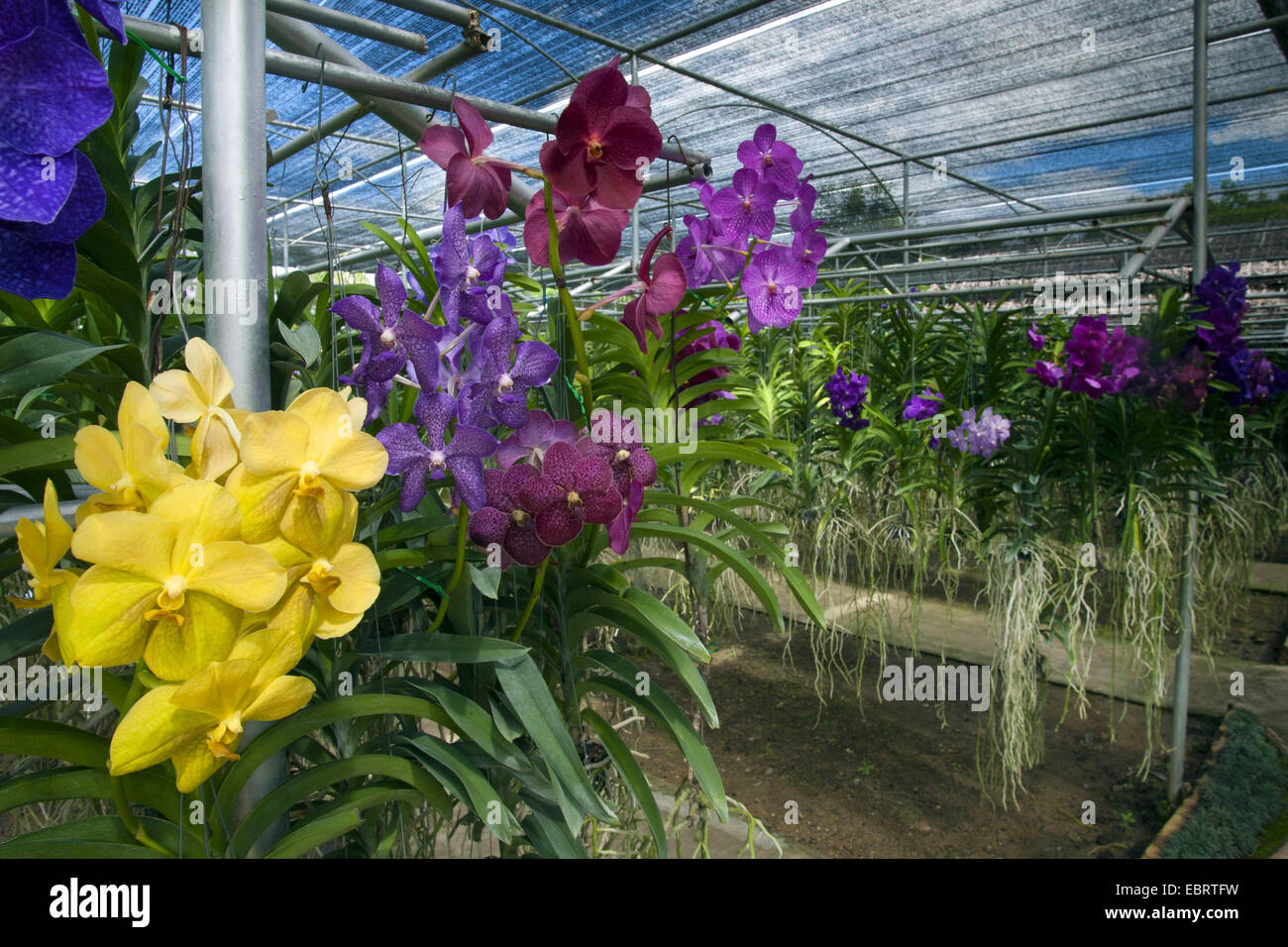 Orchidées dans une ferme d'orchidées en Thaïlande, Thaïlande Banque D'Images