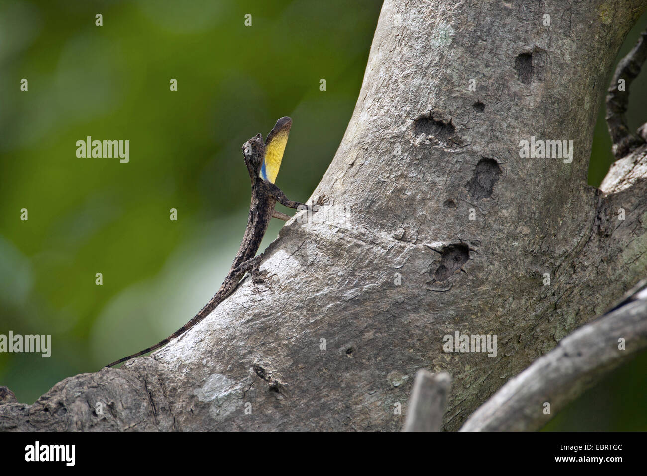 Chouette tachetée, dragon volant Flying Lizard (Draco maculatus), sur un arbre, en Thaïlande, Huai Kha Khaeng Wildlife Sanctua Banque D'Images