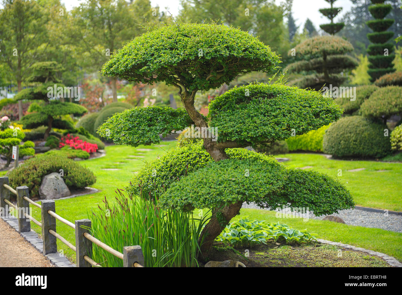 Ðire, hêtre antarctique (Nothofagus antarctica), dans un jardin japonais, l'ALLEMAGNE, Basse-Saxe Banque D'Images