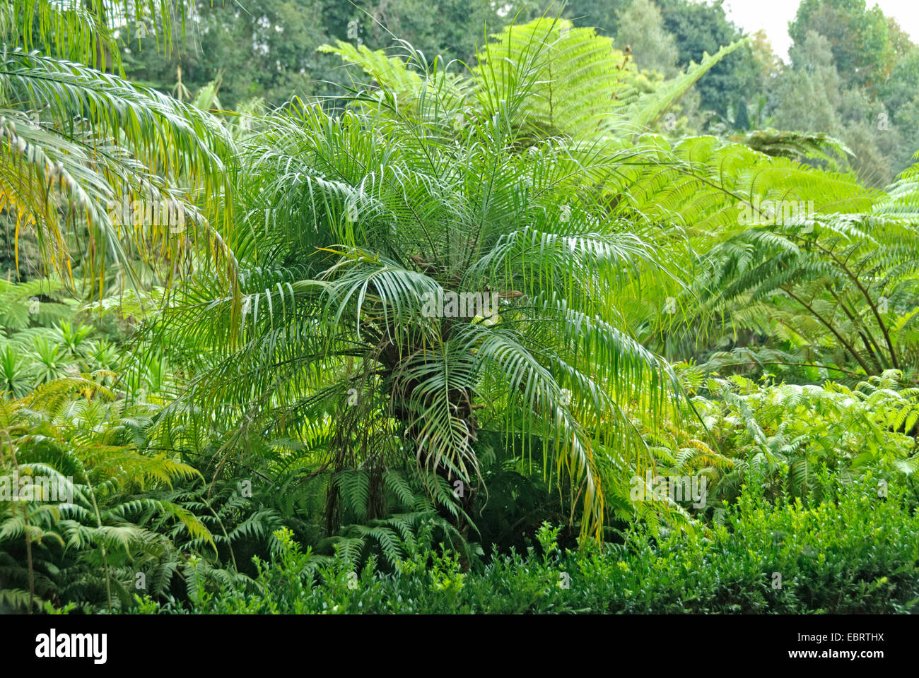 Pygmy date palm, miniature dattier (Phoenix roebelenii), dans un jardin méditerranéen avec des fougères arborescentes, le Portugal, Madère, Monte Jardin Tropical Banque D'Images