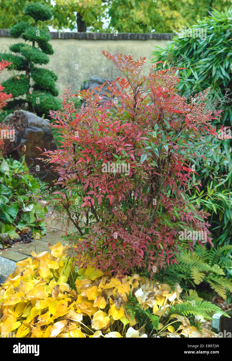 La Nandina, Heavenly Bamboo, bambou sacré (La Nandina domestica), Bush en automne couleur, Pays-Bas, Gueldre Banque D'Images