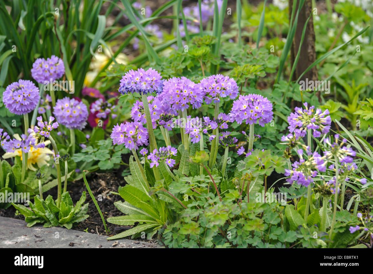 Drumstick Primula denticulata (Primrose), la floraison, l'Allemagne, la Saxe Banque D'Images